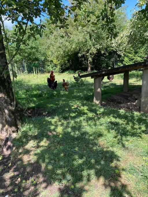 Familienurlaub Mit Hund An Der Ostsee Admannshagen-Bargeshagen Εξωτερικό φωτογραφία